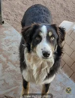 Scarlet, a female Australian Shepherd for sale in Snowflake, AZ – 1 of 2