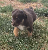 Riggin, a male Australian Shepherd for sale in Snowflake, AZ – Photo 5 of 8