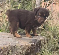 Riggin, a male Australian Shepherd for sale in Snowflake, AZ – Photo 7 of 8