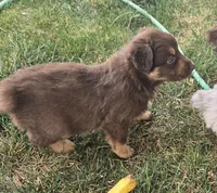 Riggin, a male Australian Shepherd for sale in Snowflake, AZ – Photo 3 of 8
