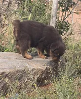 Riggin, a male Australian Shepherd for sale in Snowflake, AZ – Photo 8 of 8