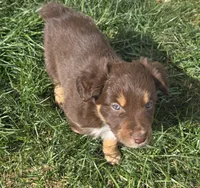 Riggin, a male Australian Shepherd for sale in Snowflake, AZ – Photo 4 of 8