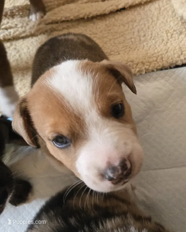 Tito – Australian Shepherd, Belgian Malinois puppy for sale in Snowflake, AZ