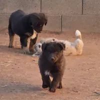 Red Bull, a male Australian Shepherd for sale in Snowflake, AZ – Photo 2 of 9