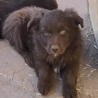 Red Bull, a male Australian Shepherd for sale in Snowflake, AZ – Photo 6 of 9