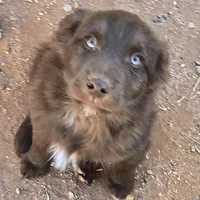 Red Bull, a male Australian Shepherd for sale in Snowflake, AZ – Photo 9 of 9