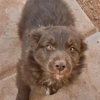 Red Bull, a male Australian Shepherd for sale in Snowflake, AZ – Photo 8 of 9
