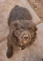 Red Bull, a male Australian Shepherd for sale in Snowflake, AZ – Photo 8 of 9