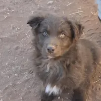 Red Bull, a male Australian Shepherd for sale in Snowflake, AZ – Photo 1 of 9