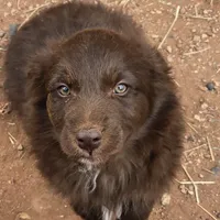 Red Bull, a male Australian Shepherd for sale in Snowflake, AZ – Photo 4 of 9