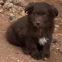 Red Bull, a male Australian Shepherd for sale in Snowflake, AZ – Photo 3 of 9