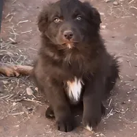 Red Bull, a male Australian Shepherd for sale in Snowflake, AZ – Photo 7 of 9