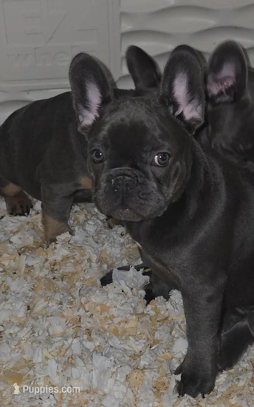 Lala, a female French Bulldog for sale in Baltimore, MD – Photo 1 of 1