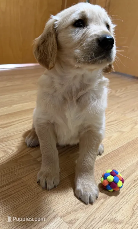 Millie – Golden Retriever puppy for sale in Shepherd, MI