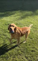 Scarlett, a female Golden Retriever for sale in Shepherd, MI – 3 of 3