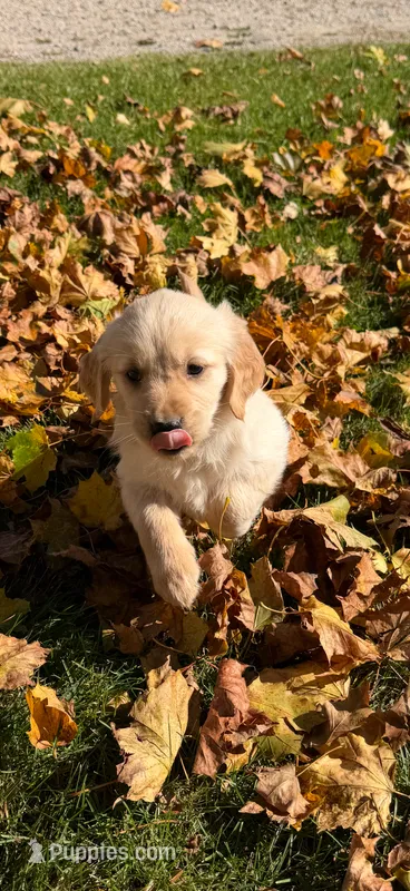 Gus – Golden Retriever puppy for sale in Shepherd, MI