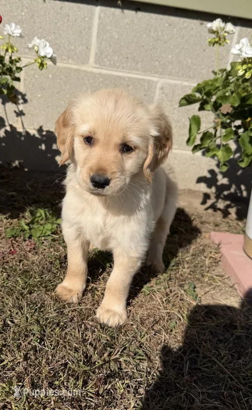 Bruno – Golden Retriever puppy for sale in Shepherd, MI