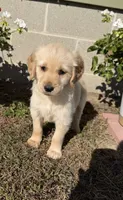 Bruno, a male Golden Retriever for sale in Shepherd, MI – 1 of 4