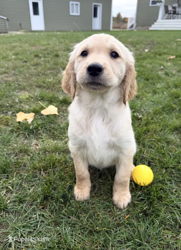 Martha – Golden Retriever puppy for sale in Shepherd, MI