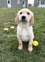 Martha, a female Golden Retriever for sale in Shepherd, MI – 1 of 3
