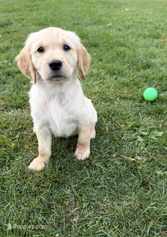 Frankie – Golden Retriever puppy for sale in Shepherd, MI