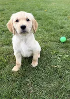 Frankie, a female Golden Retriever for sale in Shepherd, MI – 1 of 3
