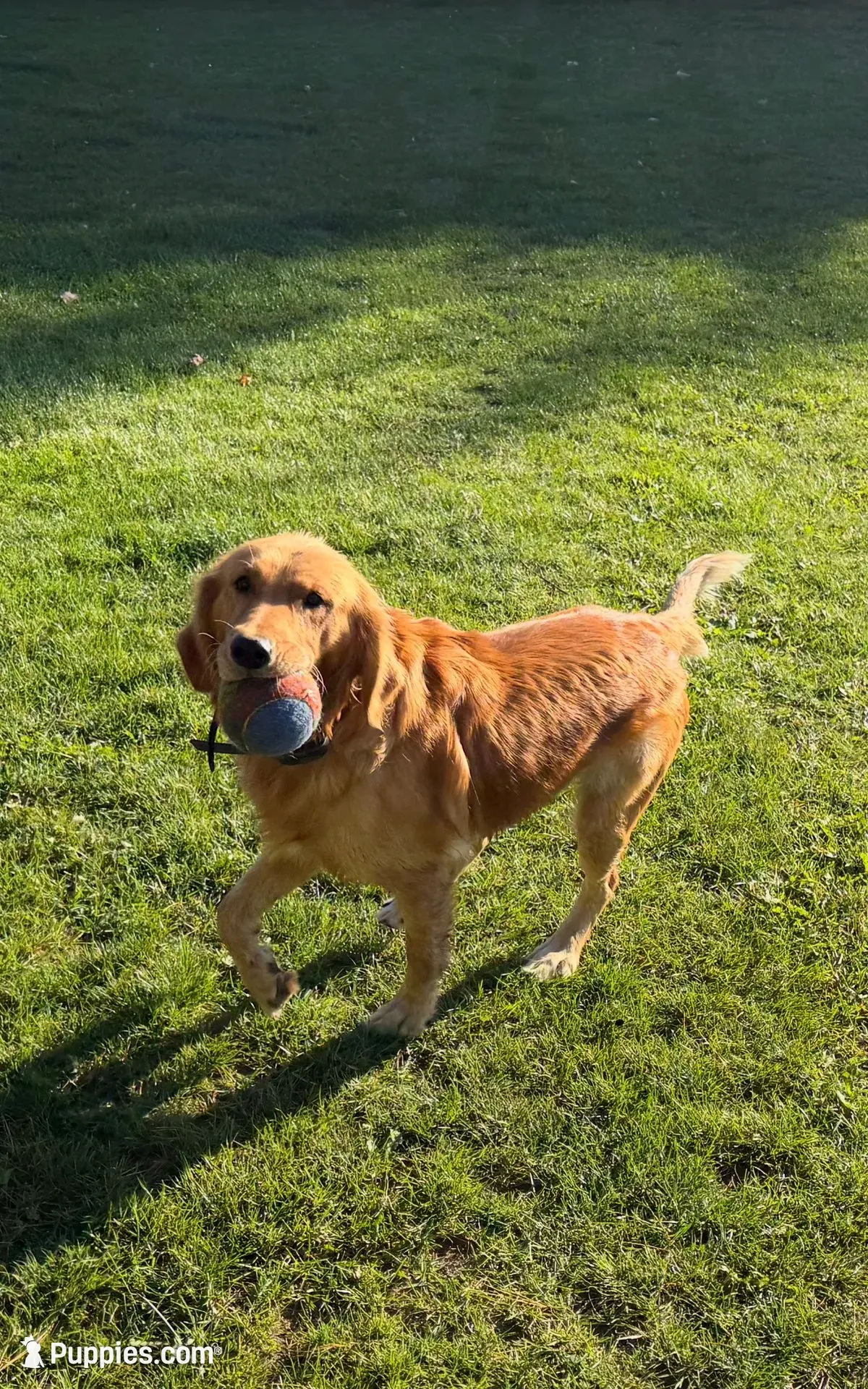 Martha, a female Golden Retriever for sale in Shepherd, MI – 3 of 3