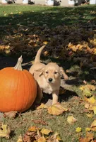 Scarlett, a female Golden Retriever for sale in Shepherd, MI – 1 of 3