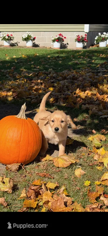 Scarlett – Golden Retriever puppy for sale in Shepherd, MI