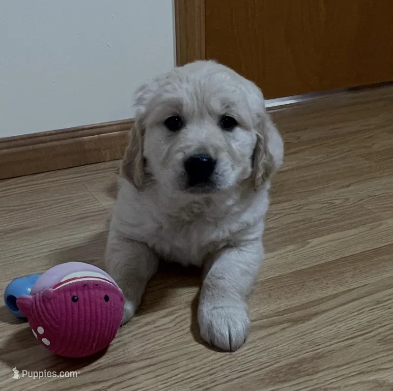 Max, a male Golden Retriever for sale in Shepherd, MI – Photo 1 of 3