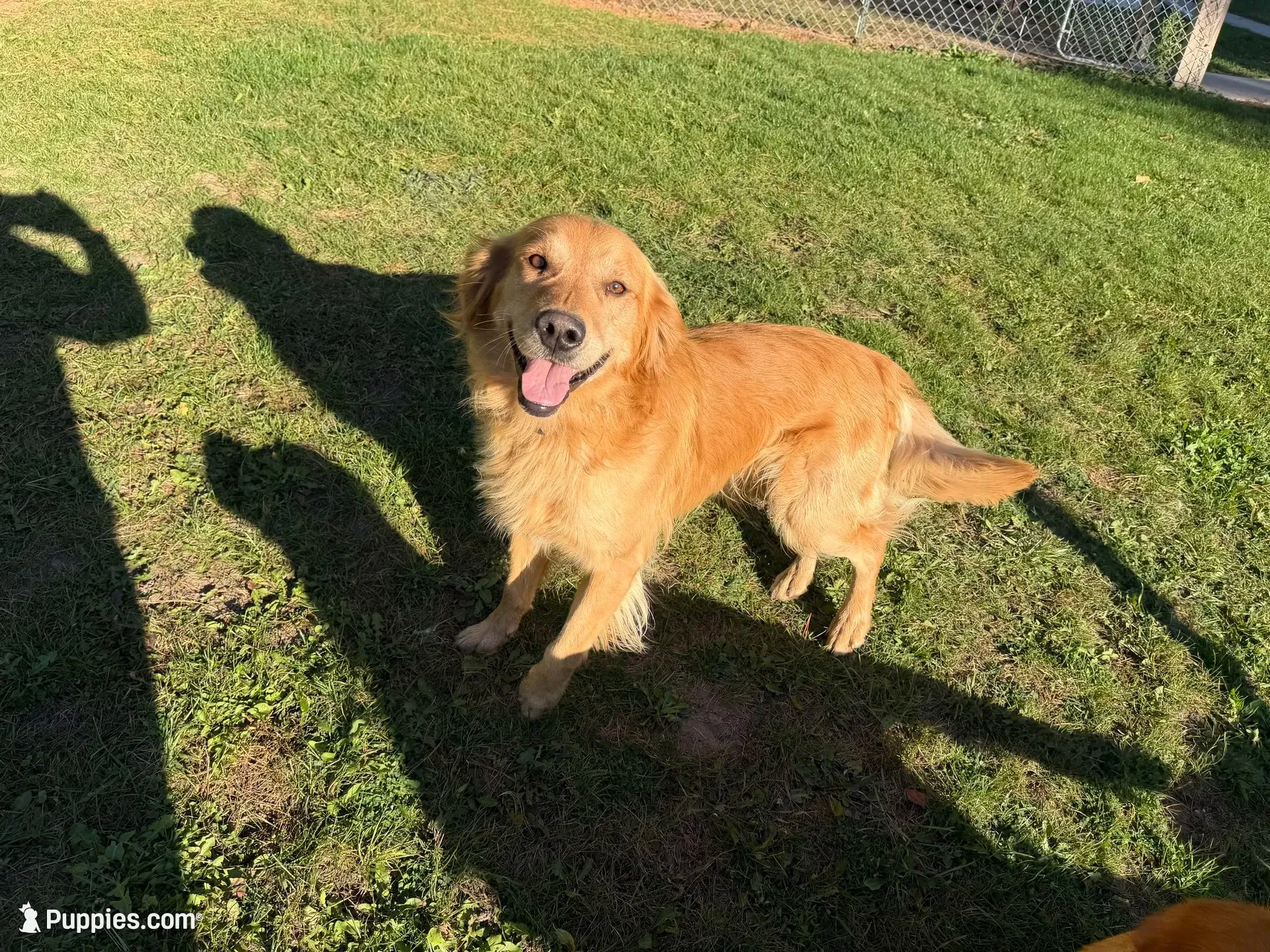 Bruno, a male Golden Retriever for sale in Shepherd, MI – 4 of 4