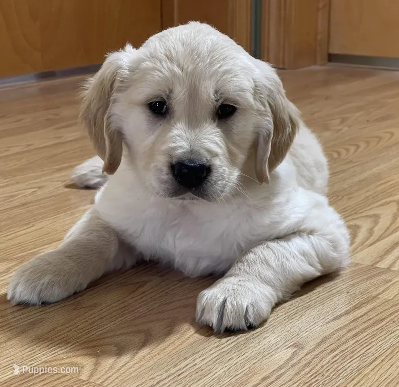 Teddy – Golden Retriever puppy for sale in Shepherd, MI