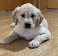 Teddy, a male Golden Retriever for sale in Shepherd, MI – Photo 1 of 3