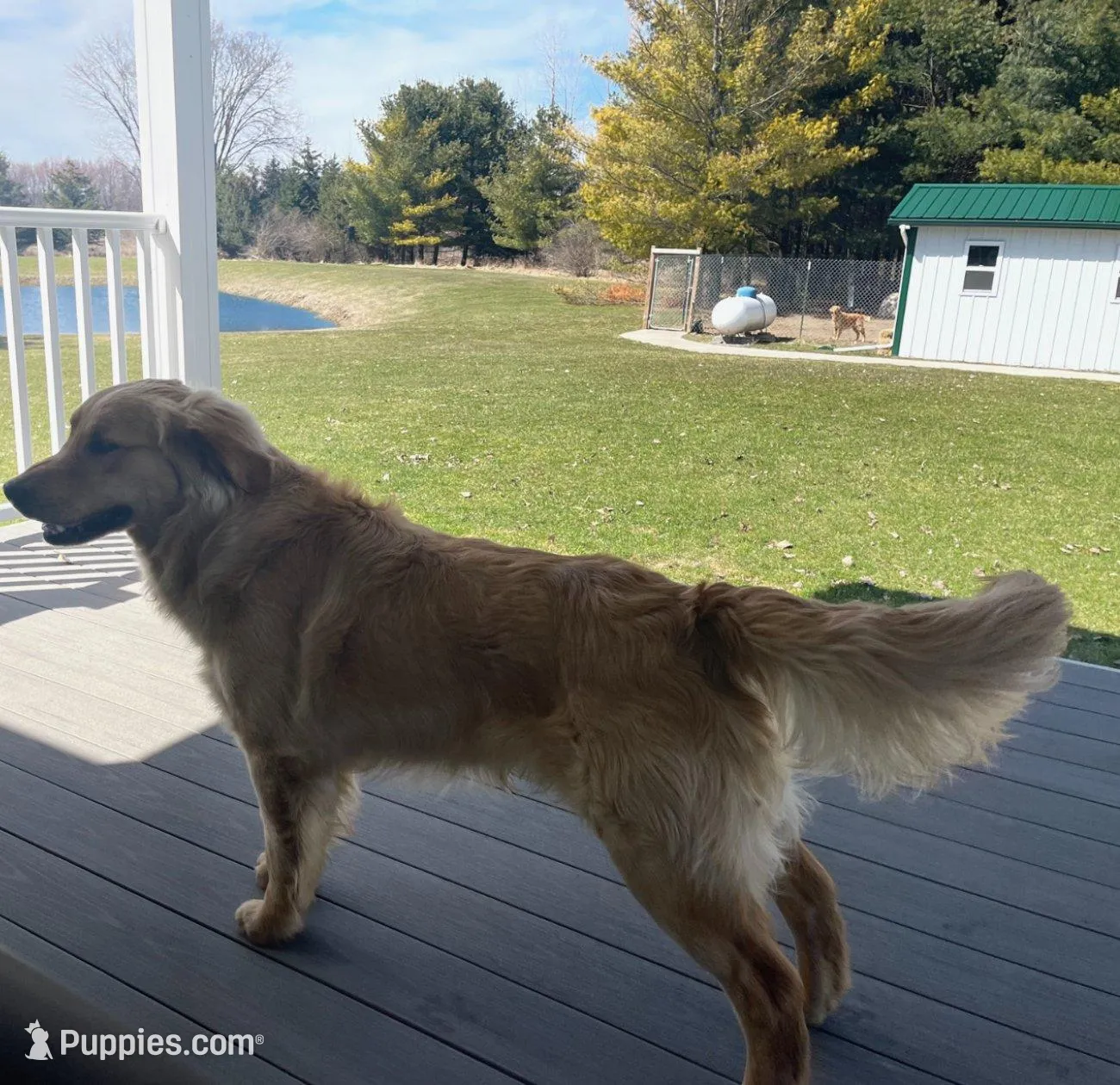 Teddy, a male Golden Retriever for sale in Shepherd, MI – Photo 3 of 3