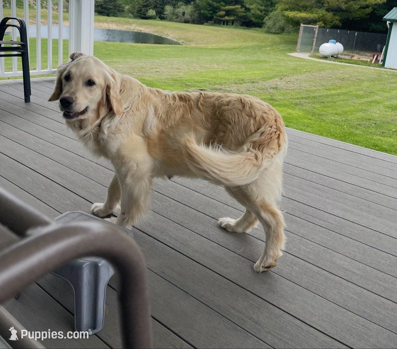 Max, a male Golden Retriever for sale in Shepherd, MI – Photo 2 of 3