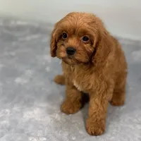 Raspberry, a female Cavapoo for sale in Sherman, TX – 4 of 10