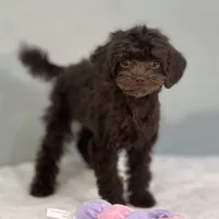 Virginia, a female Cavapoo for sale in Sherman, TX – 9 of 10
