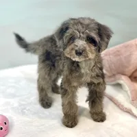 Montana ~ Micropchipped, Current Rabies, Vet Checked, a male Poodle - Toy  for sale in Sherman, TX – 5 of 10