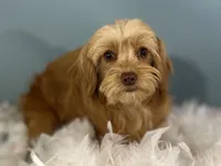 Twix, a male Cavapoo for sale in Sherman, TX – 4 of 5