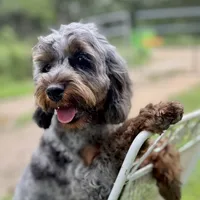 Sage ~ NEUTERED, vet-checked, current rabies, microchipped, a male Cavapoo for sale in Sherman, TX – 2 of 10