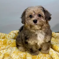 Lollipop, a female Yorkipoo for sale in Sherman, TX – 8 of 10