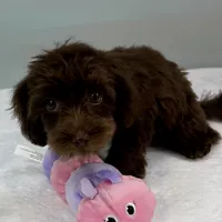 Caroline, a female Cavapoo for sale in Sherman, TX – 6 of 10