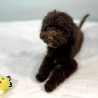 Jersey ~ Micropchipped, Current Rabies, Vet Checked, a male Cavapoo for sale in Sherman, TX – 10 of 10