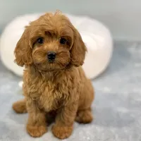 Strawberry, a female Cavapoo for sale in Sherman, TX – 8 of 10