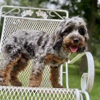 Sage ~ NEUTERED, vet-checked, current rabies, microchipped, a male Cavapoo for sale in Sherman, TX – 4 of 10