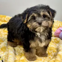 Jollipop, a female Yorkipoo for sale in Sherman, TX – 7 of 10