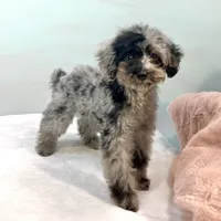 Rhodes ~ Micropchipped, Current Rabies, Vet Checked, a male Poodle - Toy  for sale in Sherman, TX – 10 of 10