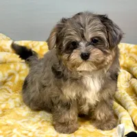 Mollipop, a female Yorkipoo for sale in Sherman, TX – 8 of 10