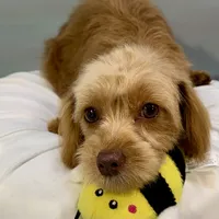 Twix ~ -$200 off for meeting day 7/25 (this puppy), a male Cavapoo for sale in Sherman, TX – 7 of 10