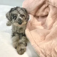 Louisa ~ Micropchipped, Current Rabies, Vet Checked, a female Poodle - Toy  for sale in Sherman, TX – 7 of 10